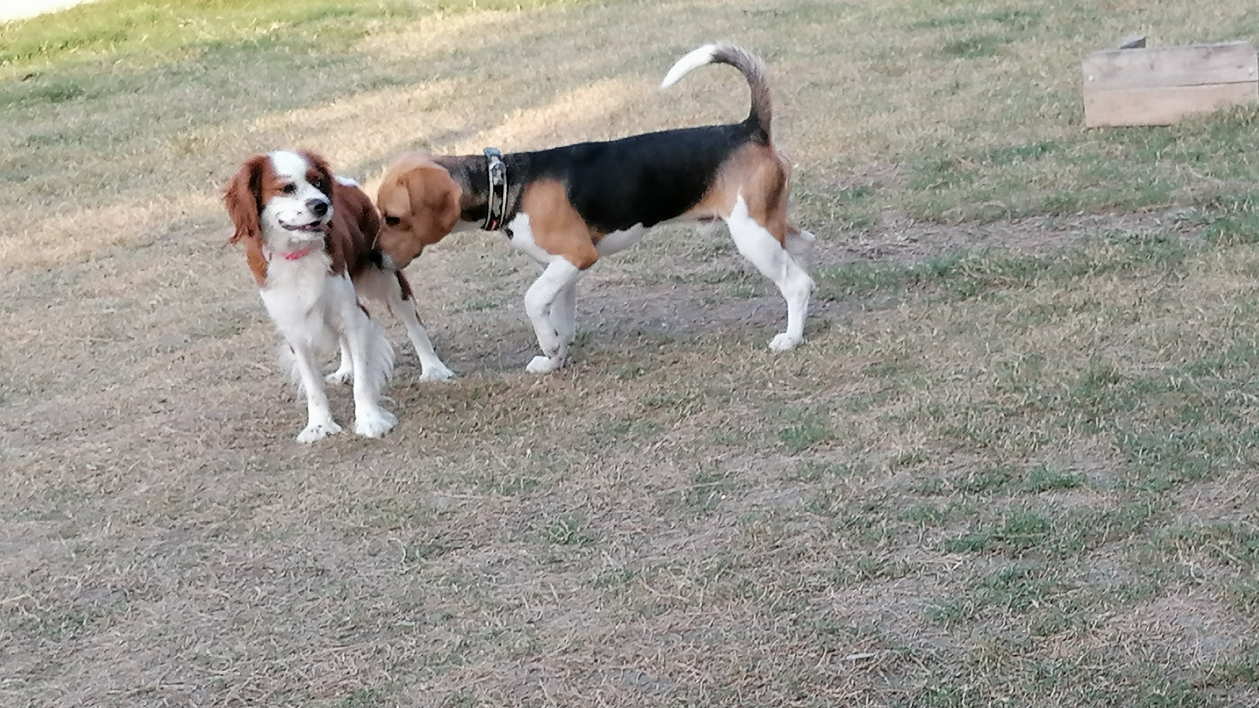 Oyun oynayan 2 köpek