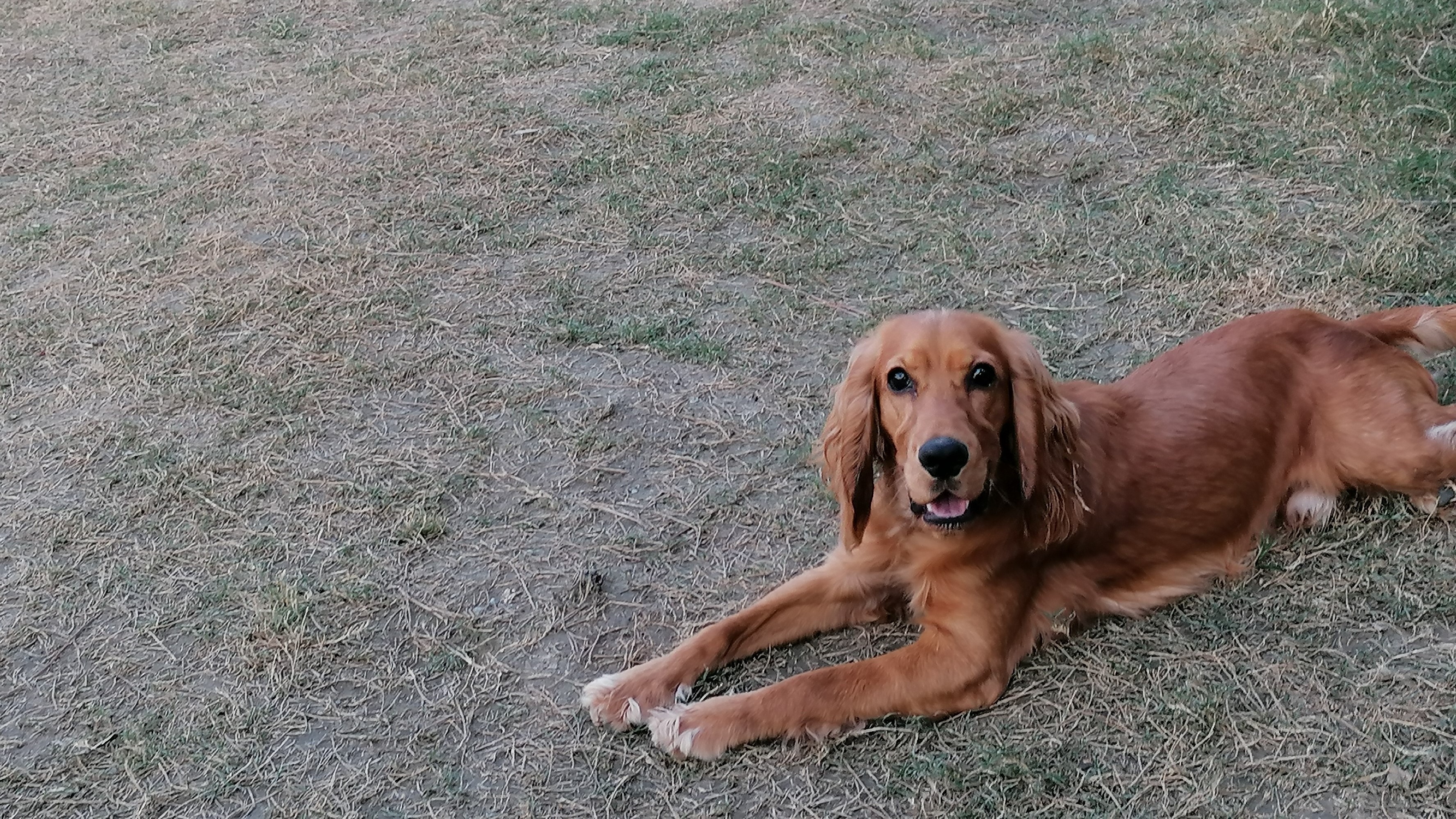 Dinlenen bir köpek